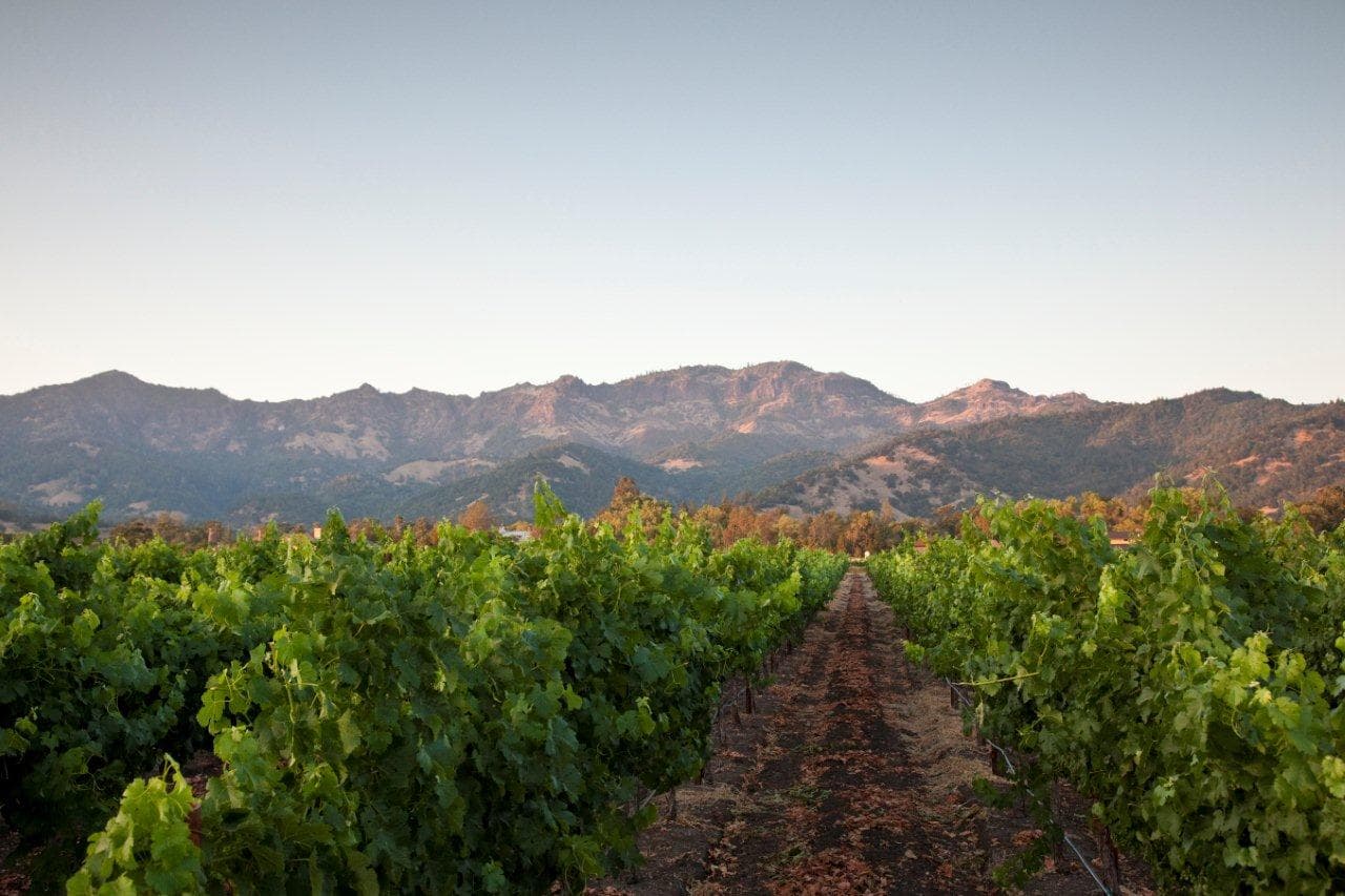 The Envy estate vineyard on Tubbs Lane, Calistoga, with the Palisades beyond