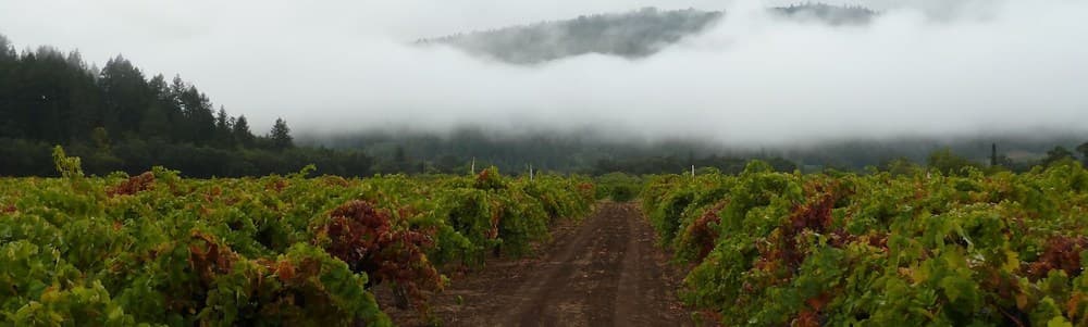 Vineyard rows in the morning
